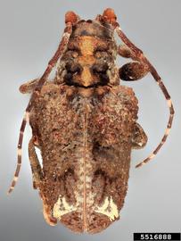  Trachysomus surdus , holotype specimen; © E.H. Nearns